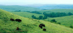 Photograph entitled Bison roaming in summer 