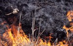 Photograph entitled Uncovered remains from prairie fire, Kansas Flint Hills
