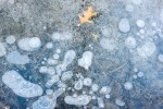 Photo entitled air bubbles and leaf in frozen-over creek