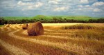 Photograph entitled Hayfield in the Kansas Flint Hills