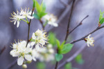 Photograph entitled Spring blossoms in the Flint Hills