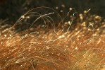 Photograph entitled Golden tallgrass of the Flint Hills