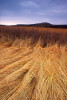 Photograph entitled Fallen winter tallgrass 
