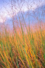 Photo entitled Autumn tallgrass #2, Kansas Flint Hills